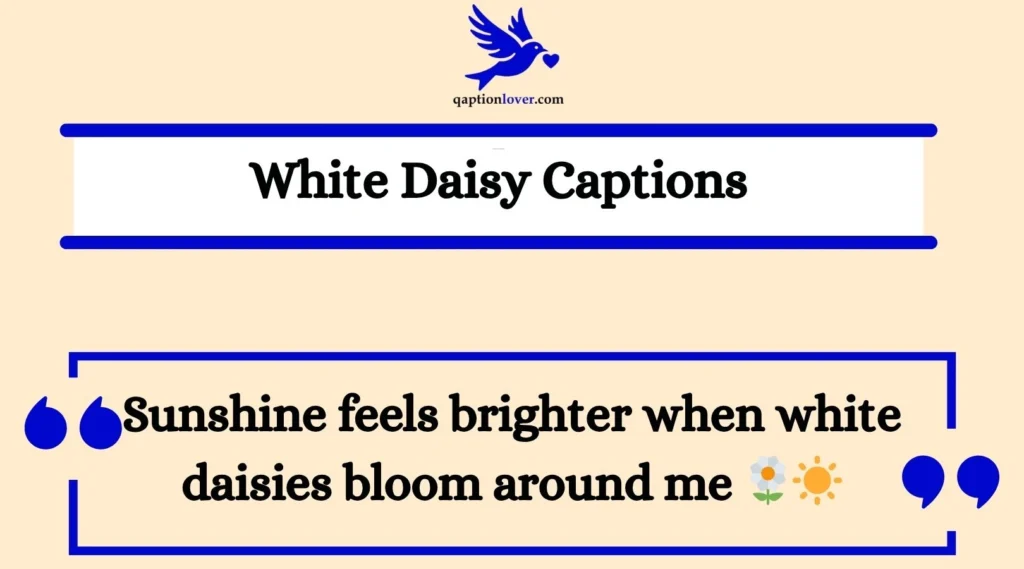 White Daisy Captions