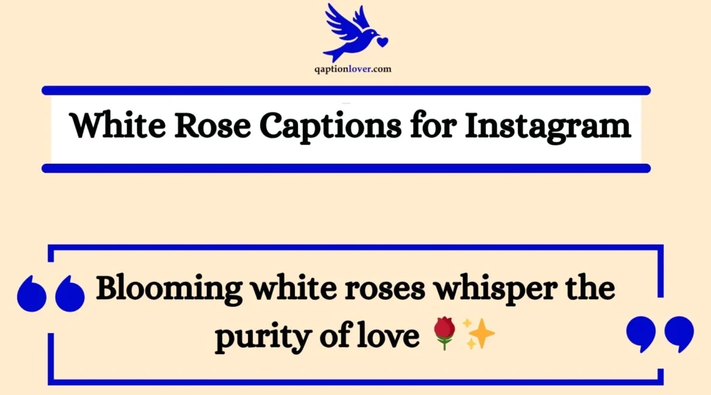 White Rose Captions for Instagram
